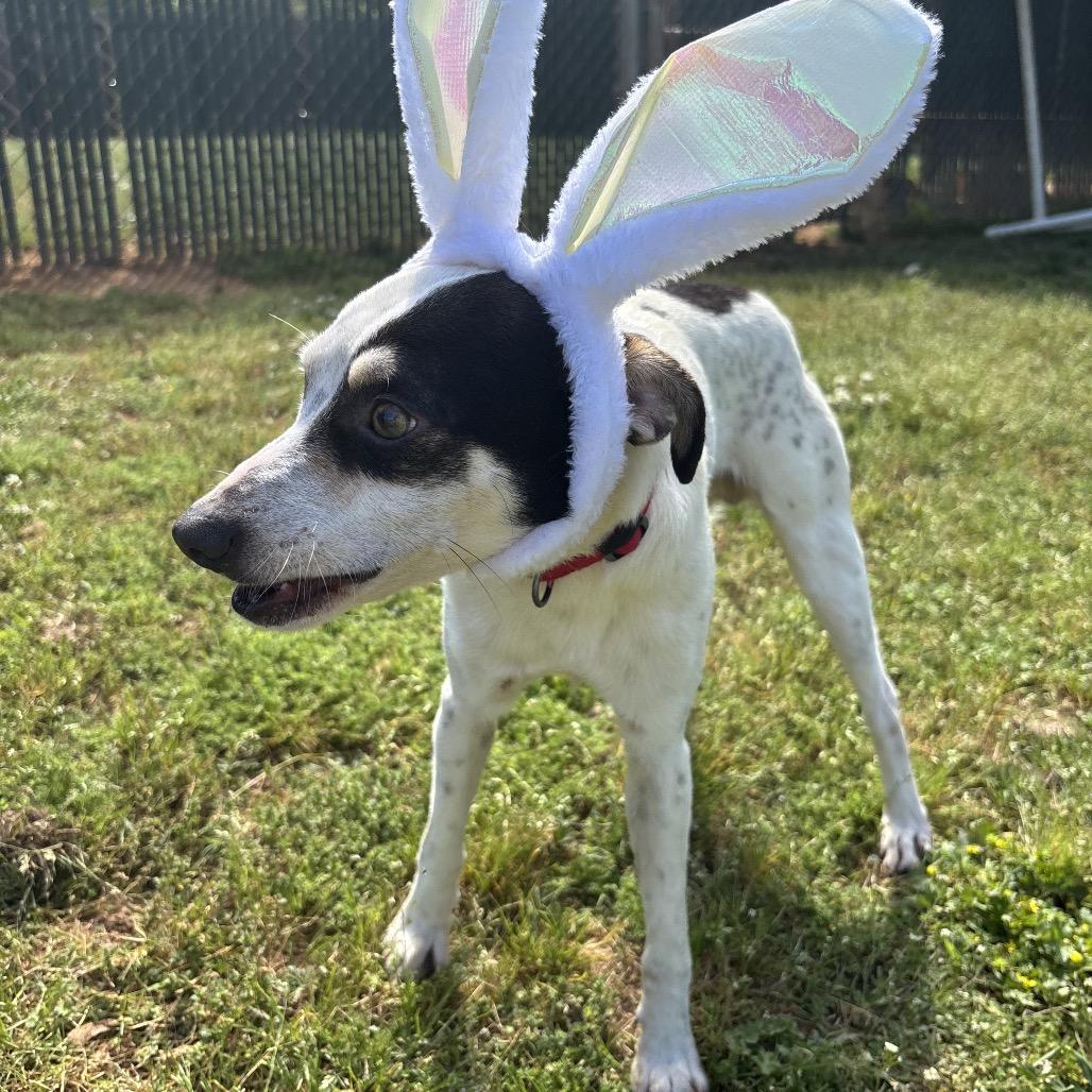 Enlarge Lott, a Adoptable mixed breed in Starkville, MS image 3/6