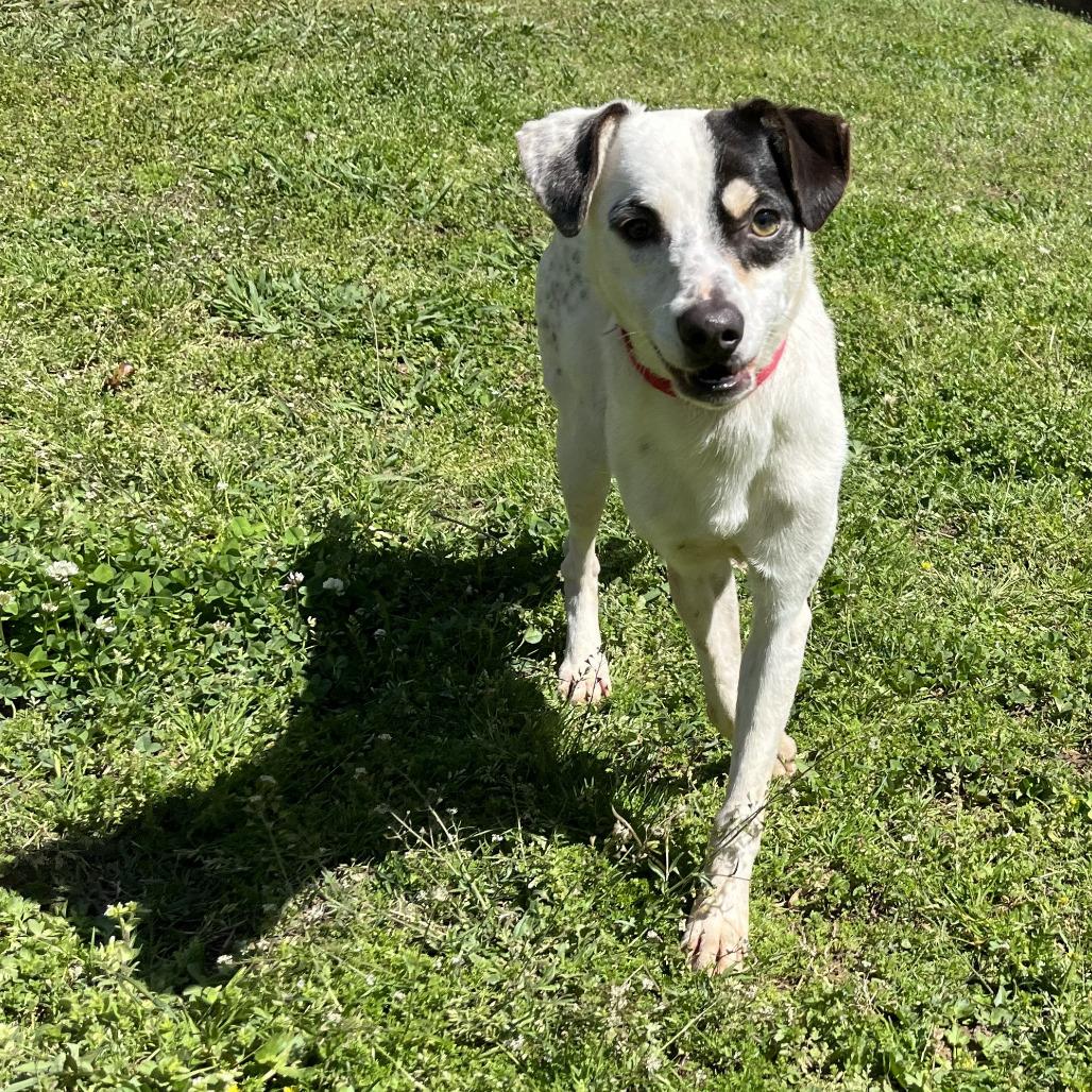 Enlarge Lott, a Adoptable mixed breed in Starkville, MS image 4/6