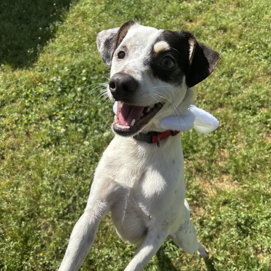 Enlarge Lott, a Adoptable mixed breed in Starkville, MS image 5/6
