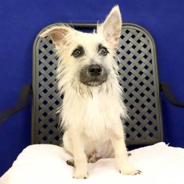 Enlarge Mars, a Adoptable mixed breed in Fort Davis, TX image 1/1
