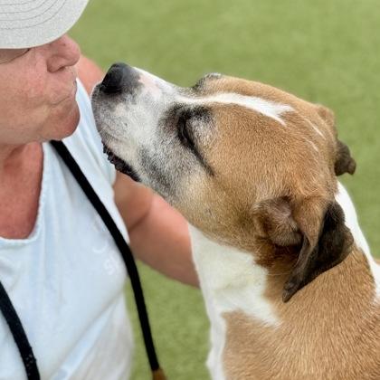 Michaelangelo, Adoptable, Adult Male Mixed Breed & Mixed Breed.