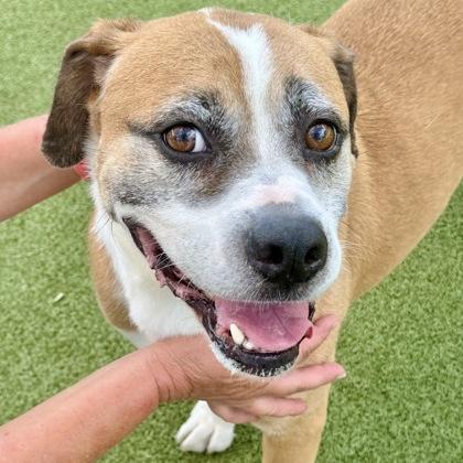 Michaelangelo, a Adoptable mixed breed in Largo, FL image 2/3