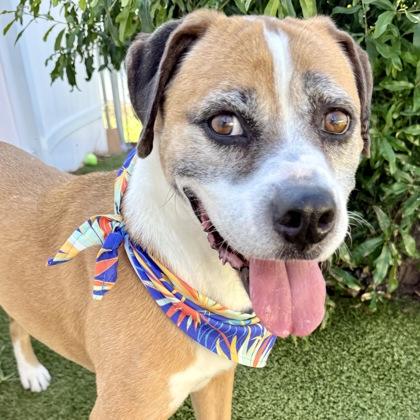 Michaelangelo, a Adoptable mixed breed in Largo, FL image 3/3