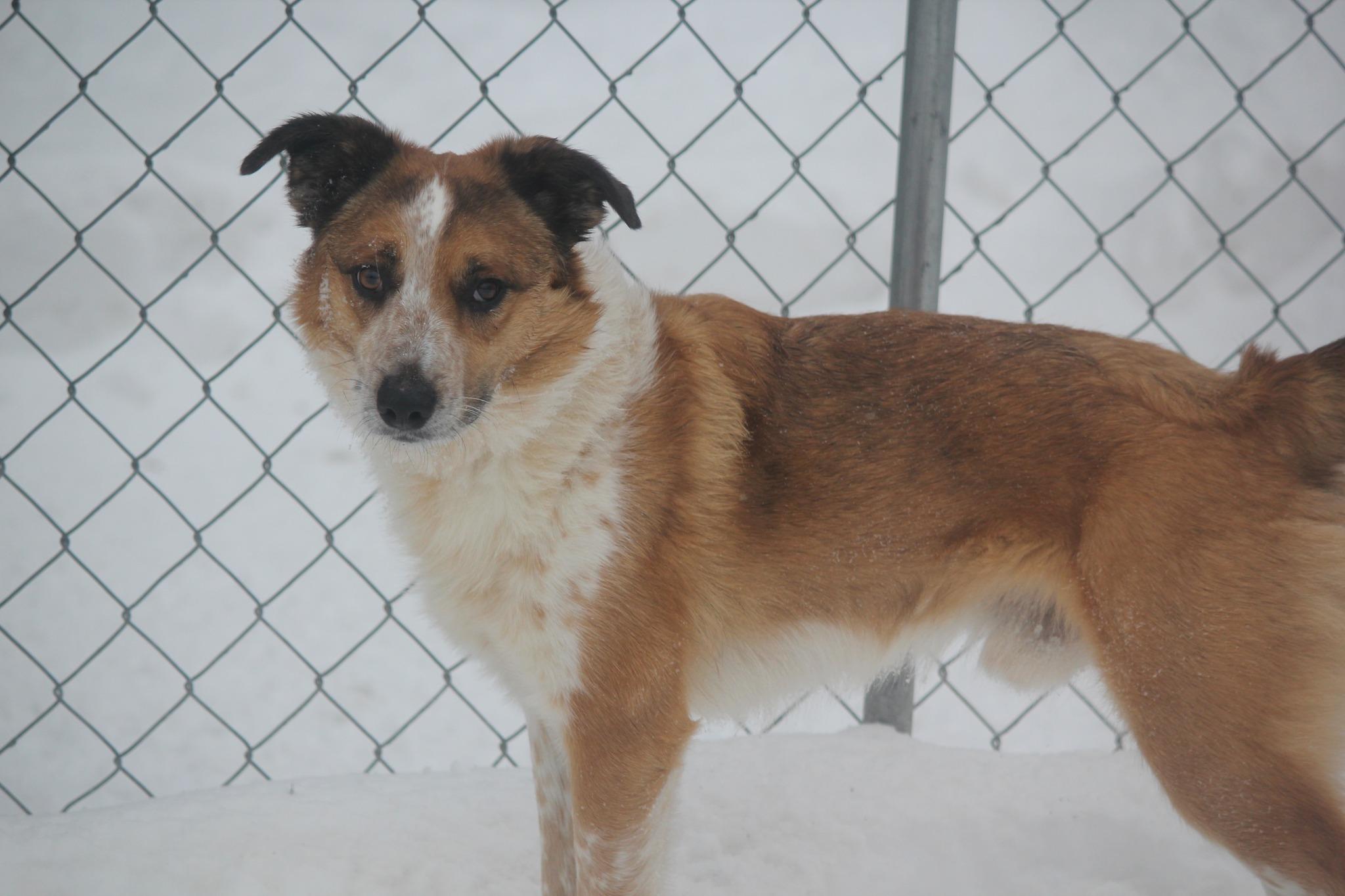 Chase, adopted, Adult Male Border Collie & Australian Cattle Dog / Blue Heeler.