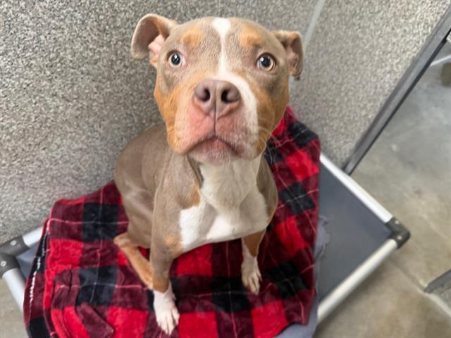 HARVEY, Adoptable, Young Male Pit Bull Terrier.