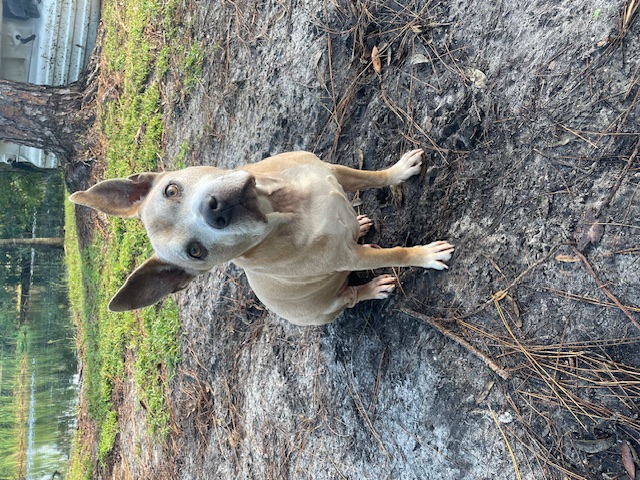 Blue, Senior Male Pit Bull Terrier