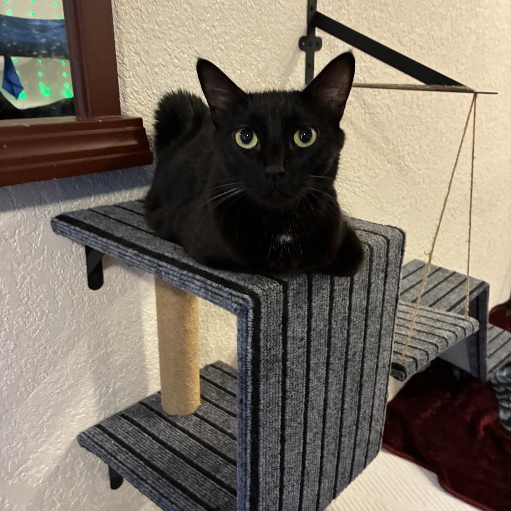 Enlarge Marie, a Adoptable Domestic Short Hair in Ashland, OR image 1/3