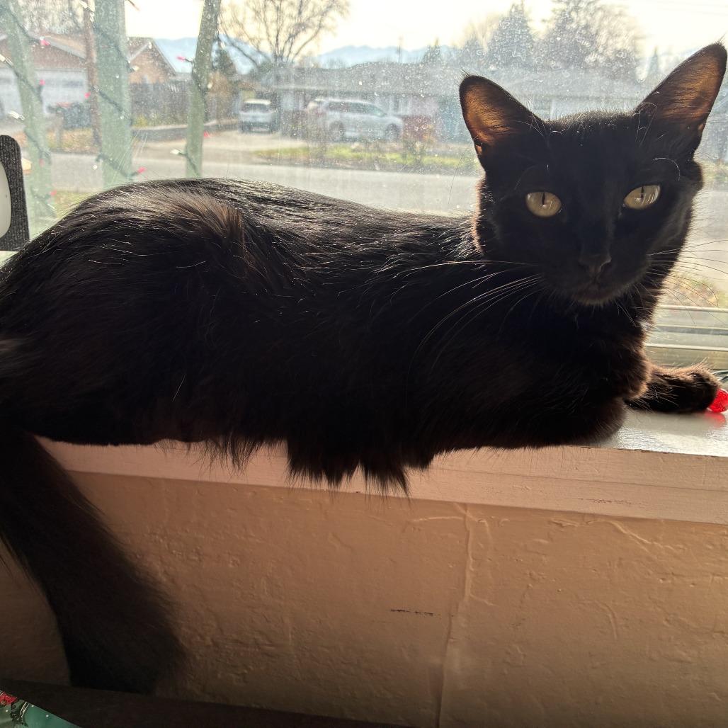 Enlarge Marie, a Adoptable Domestic Short Hair in Ashland, OR image 2/3