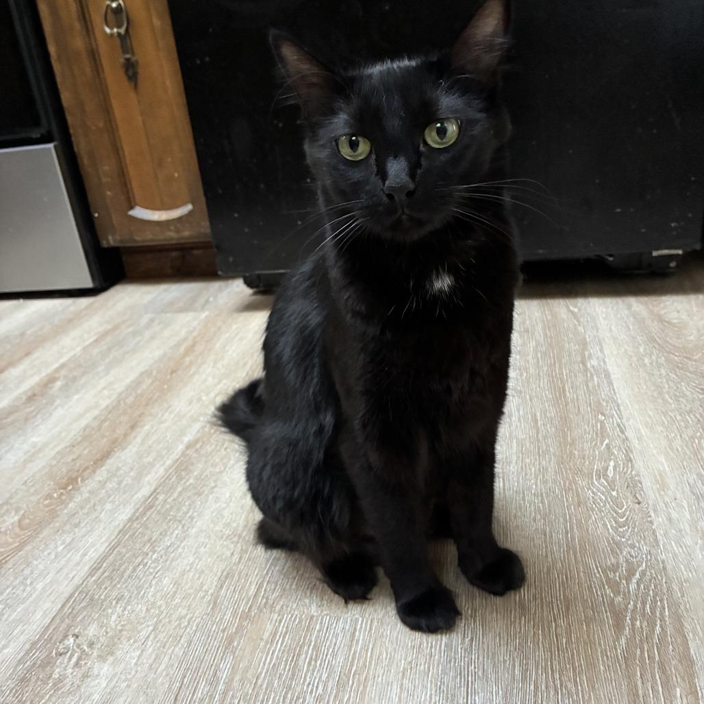 Enlarge Marie, a Adoptable Domestic Short Hair in Ashland, OR image 3/3