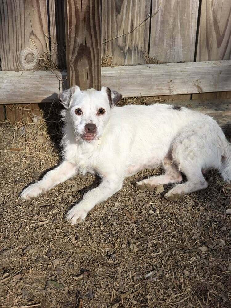 River, Adoptable, Young Male Jack Russell Terrier & Terrier.