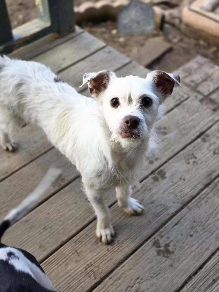 Enlarge River, a Adoptable mixed breed in Chattanooga, TN image 2/3