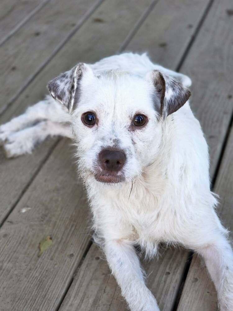 Enlarge River, a Adoptable mixed breed in Chattanooga, TN image 3/3