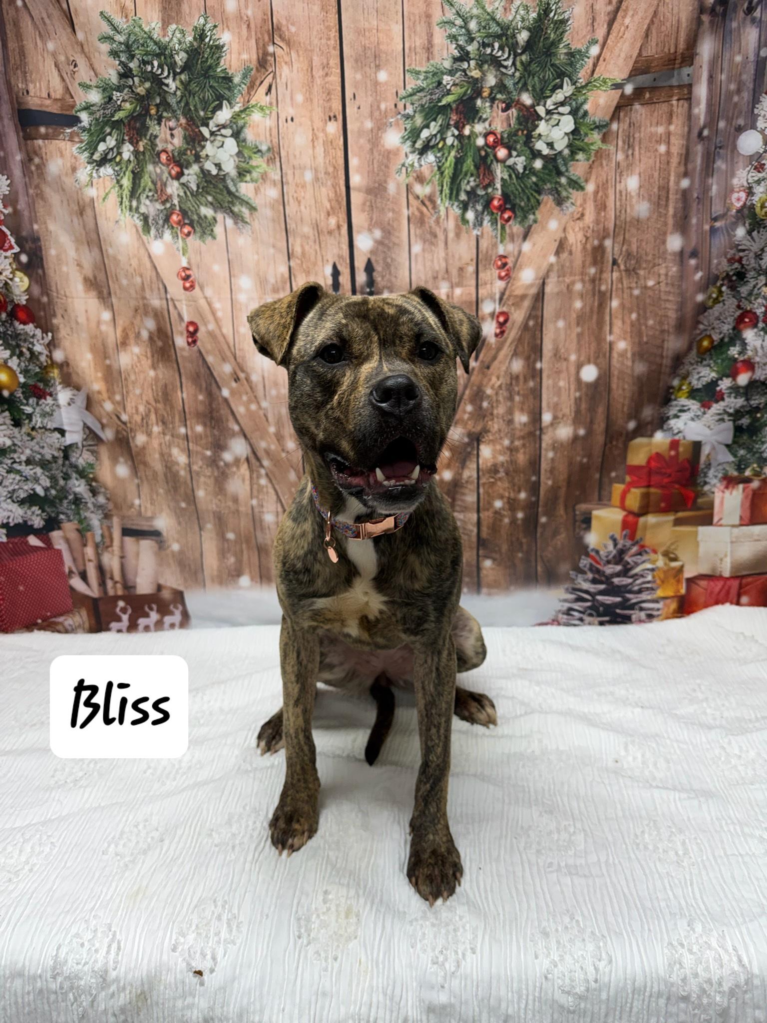 Enlarge Bliss, a ADOPTABLE mixed breed in Urbana, OH image 1/1