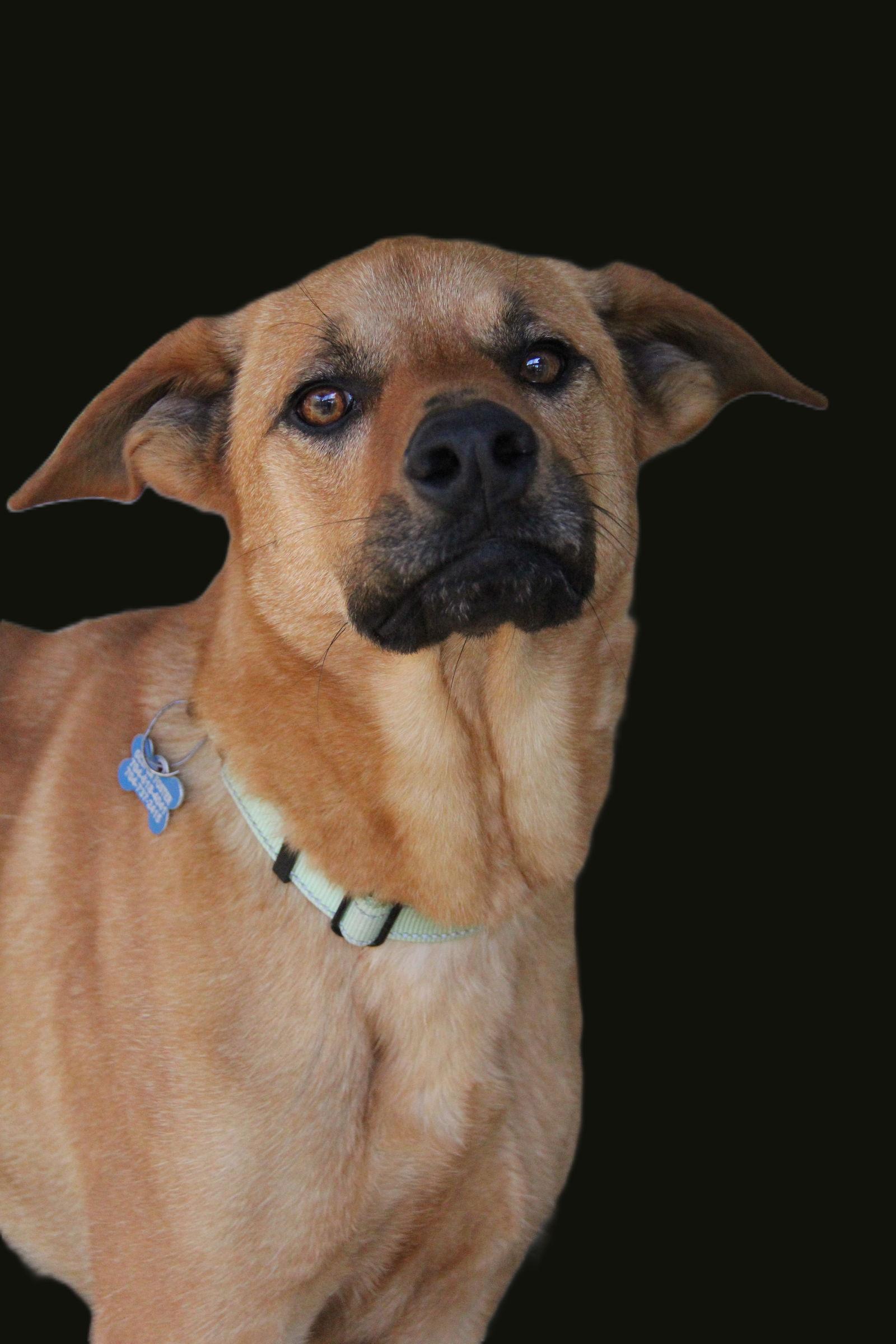 Enlarge Santana, a Adoptable mixed breed in Charlotte, NC image 1/3