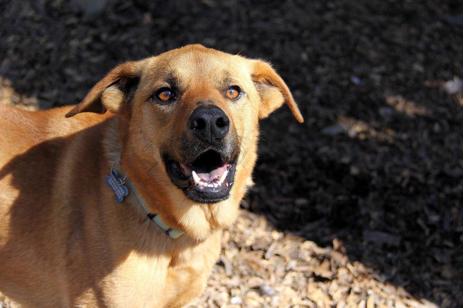 Santana, Adoptable, Puppy Male Golden Retriever & Labrador Retriever.