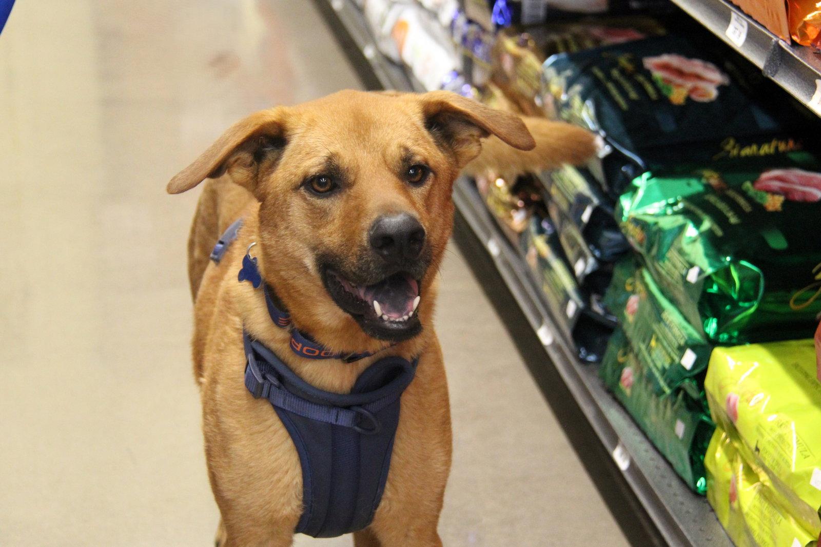 Enlarge Santana, a Adoptable mixed breed in Charlotte, NC image 2/3