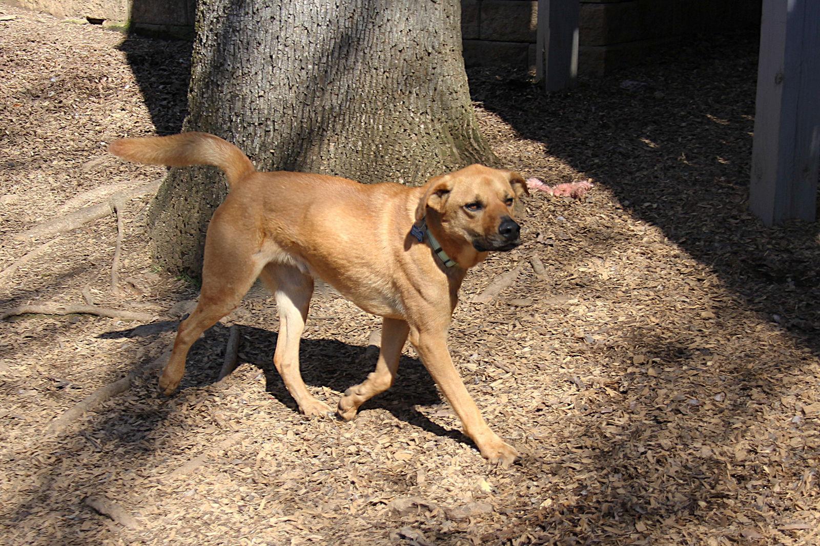 Enlarge Santana, a Adoptable mixed breed in Charlotte, NC image 3/3