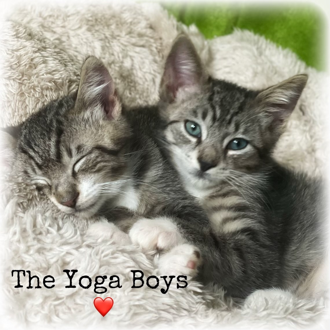 Cat for adoption Yogi and Jari, a Domestic Short Hair Mix in