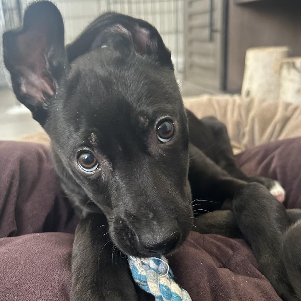 Truffle, a Adoptable mixed breed in Cincinnati, OH image 1/6