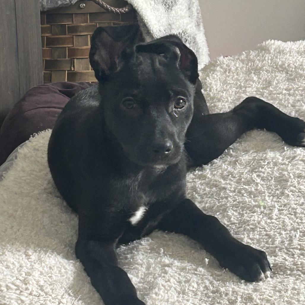 Truffle, a Adoptable mixed breed in Cincinnati, OH image 2/6