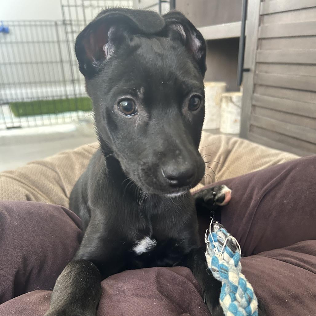 Truffle, a Adoptable mixed breed in Cincinnati, OH image 3/6