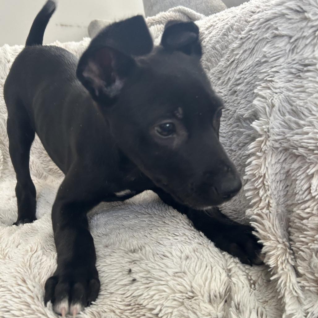 Truffle, a Adoptable mixed breed in Cincinnati, OH image 4/6