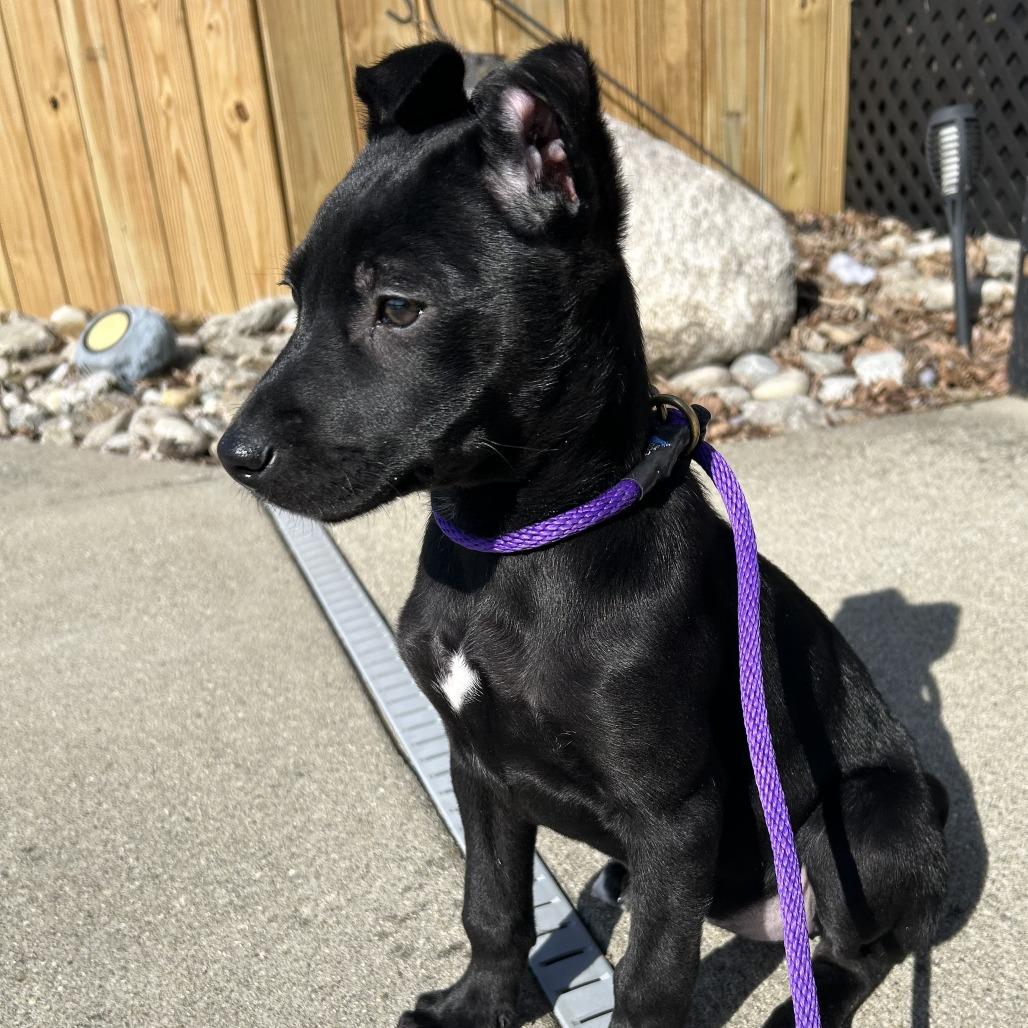 Truffle, a Adoptable mixed breed in Cincinnati, OH image 5/6