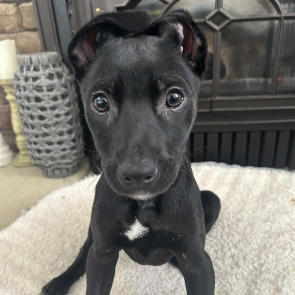 Truffle, a Adoptable mixed breed in Cincinnati, OH image 6/6