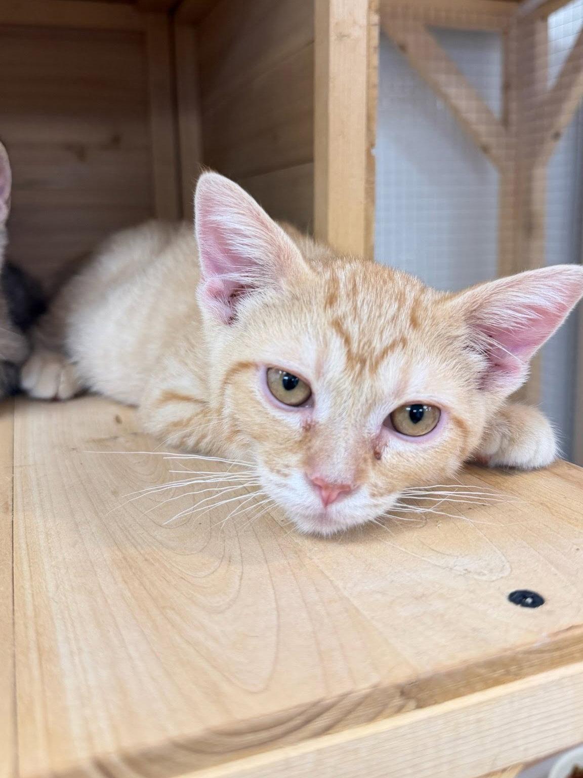 Tangerine, Adoptable, Kitten Male Domestic Short Hair.
