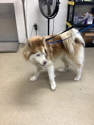 Sherman — thumbnail 2