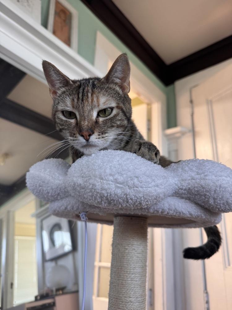 Lara Jean, a Adoptable Domestic Short Hair in Pacifica, CA image 1/4
