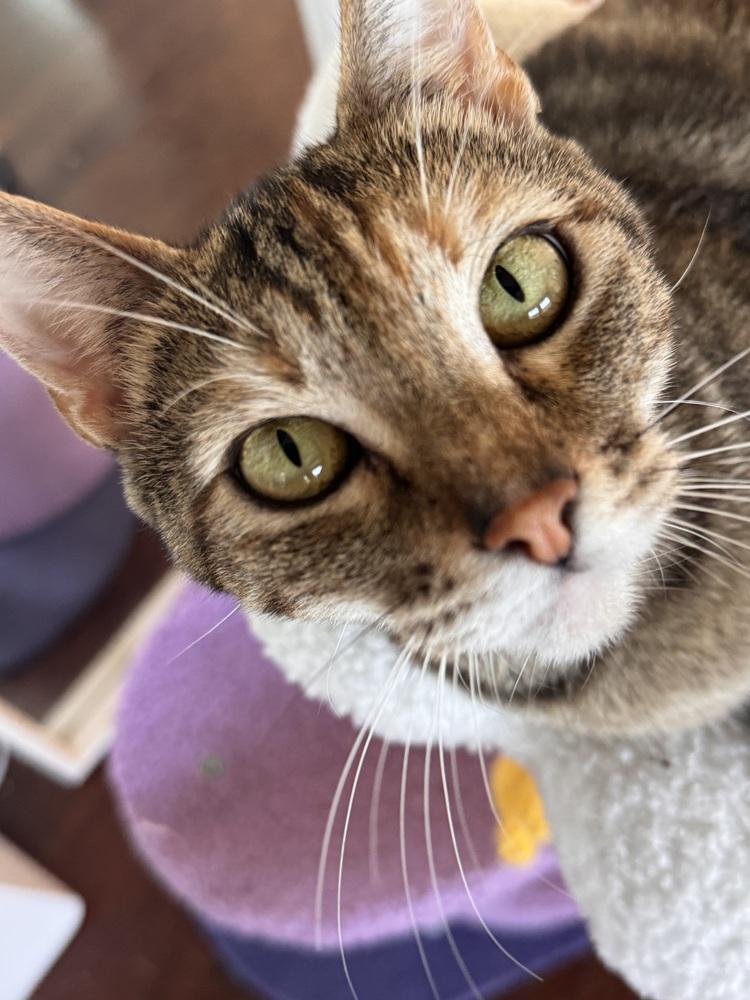 Lara Jean, a Adoptable Domestic Short Hair in Pacifica, CA image 2/4