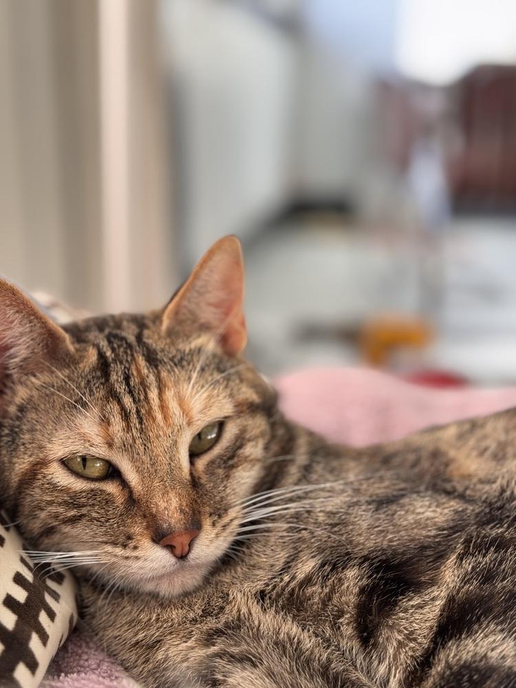 Lara Jean, a Adoptable Domestic Short Hair in Pacifica, CA image 3/4