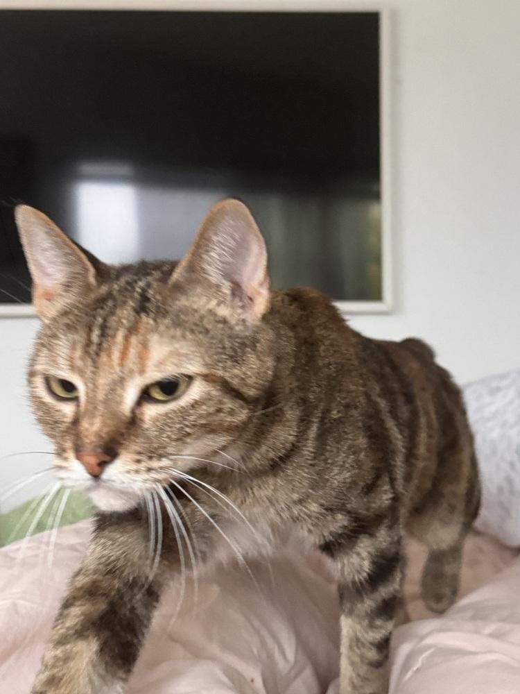 Enlarge Lara Jean, a Adoptable Domestic Short Hair in Pacifica, CA image 4/6