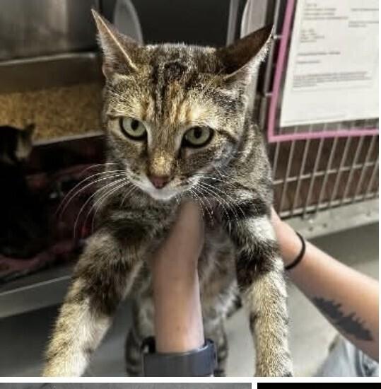 Enlarge Lara Jean, a Adoptable Domestic Short Hair in Pacifica, CA image 1/1