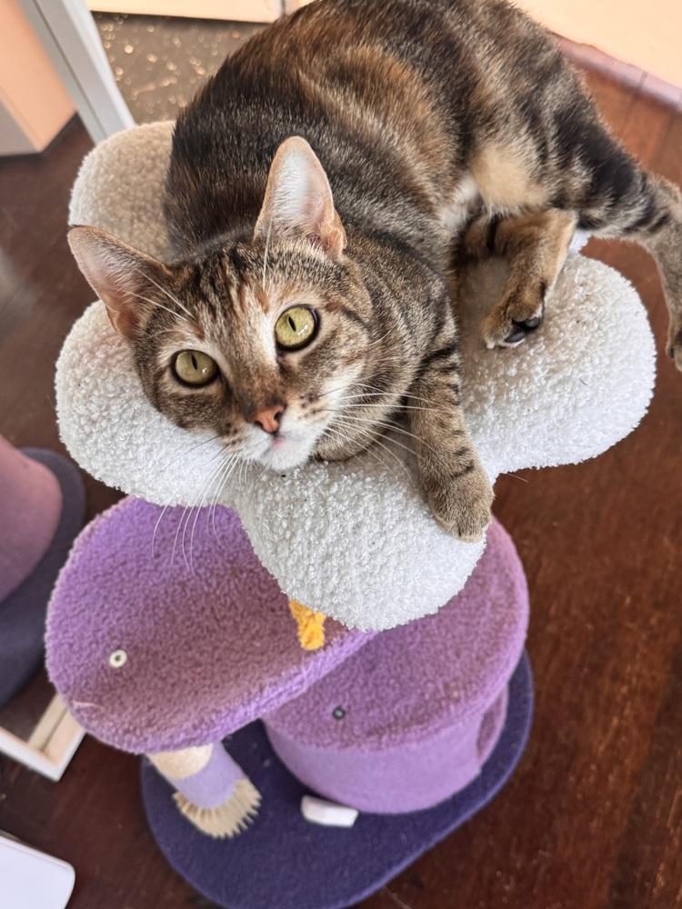 Enlarge Lara Jean, a Adoptable Domestic Short Hair in Pacifica, CA image 5/6