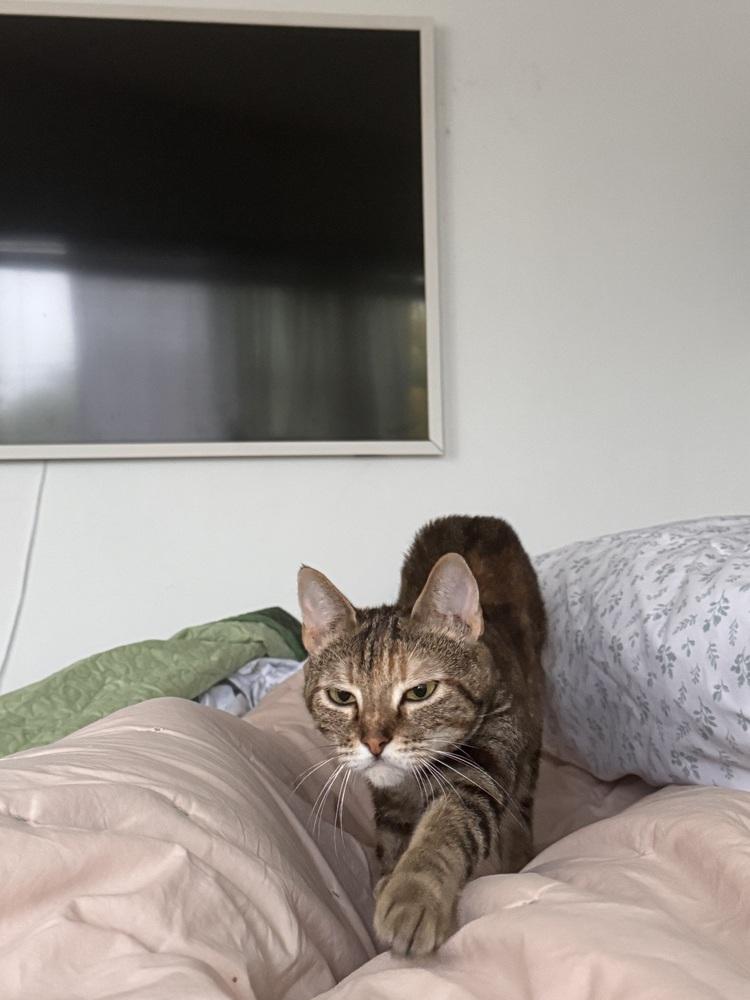 Lara Jean, a Adoptable Domestic Short Hair in Pacifica, CA image 4/4