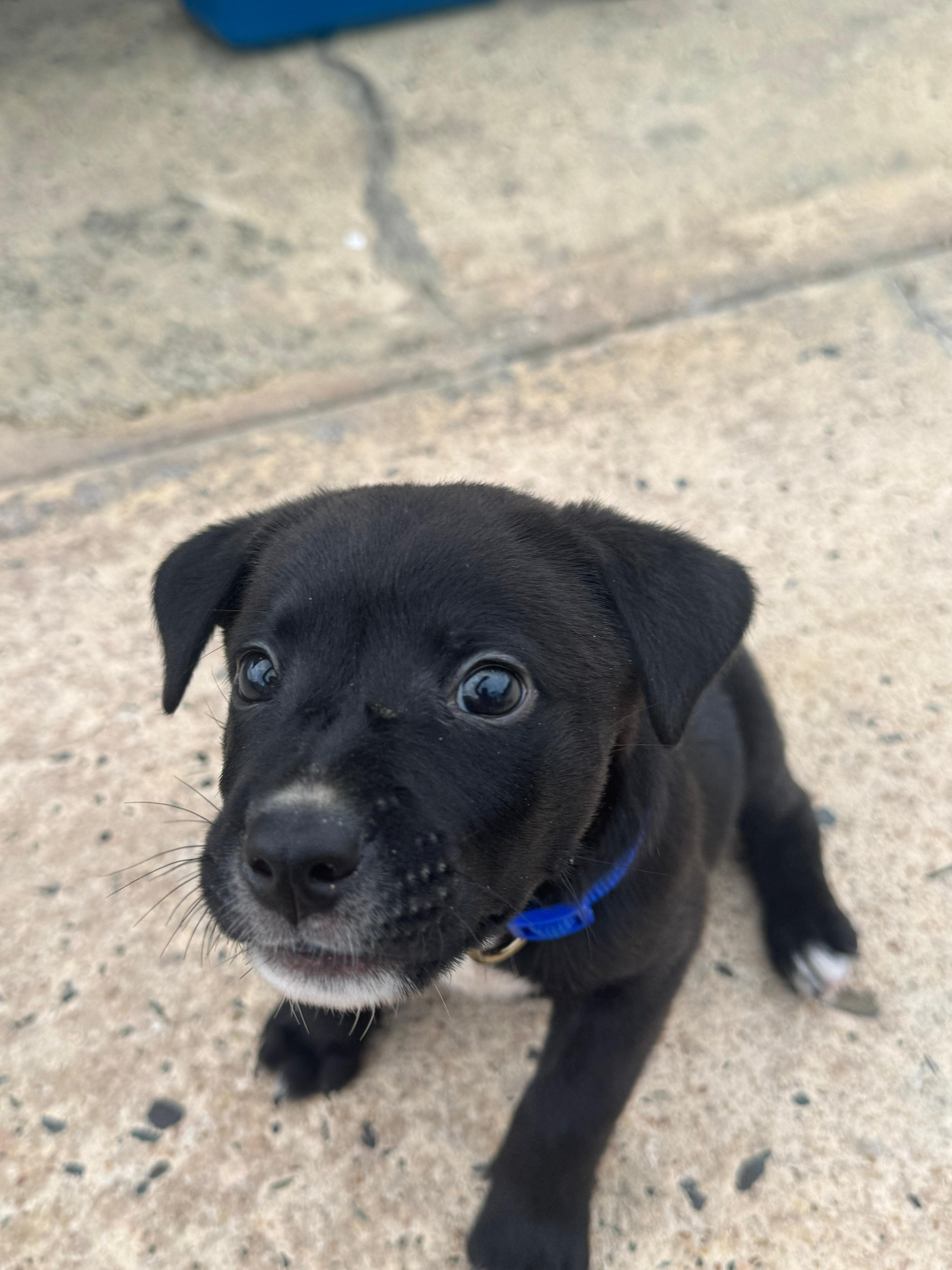 Enlarge Max - The Lucky Babe, an adopted mixed breed in CHARLOTTE, NC image 2/6