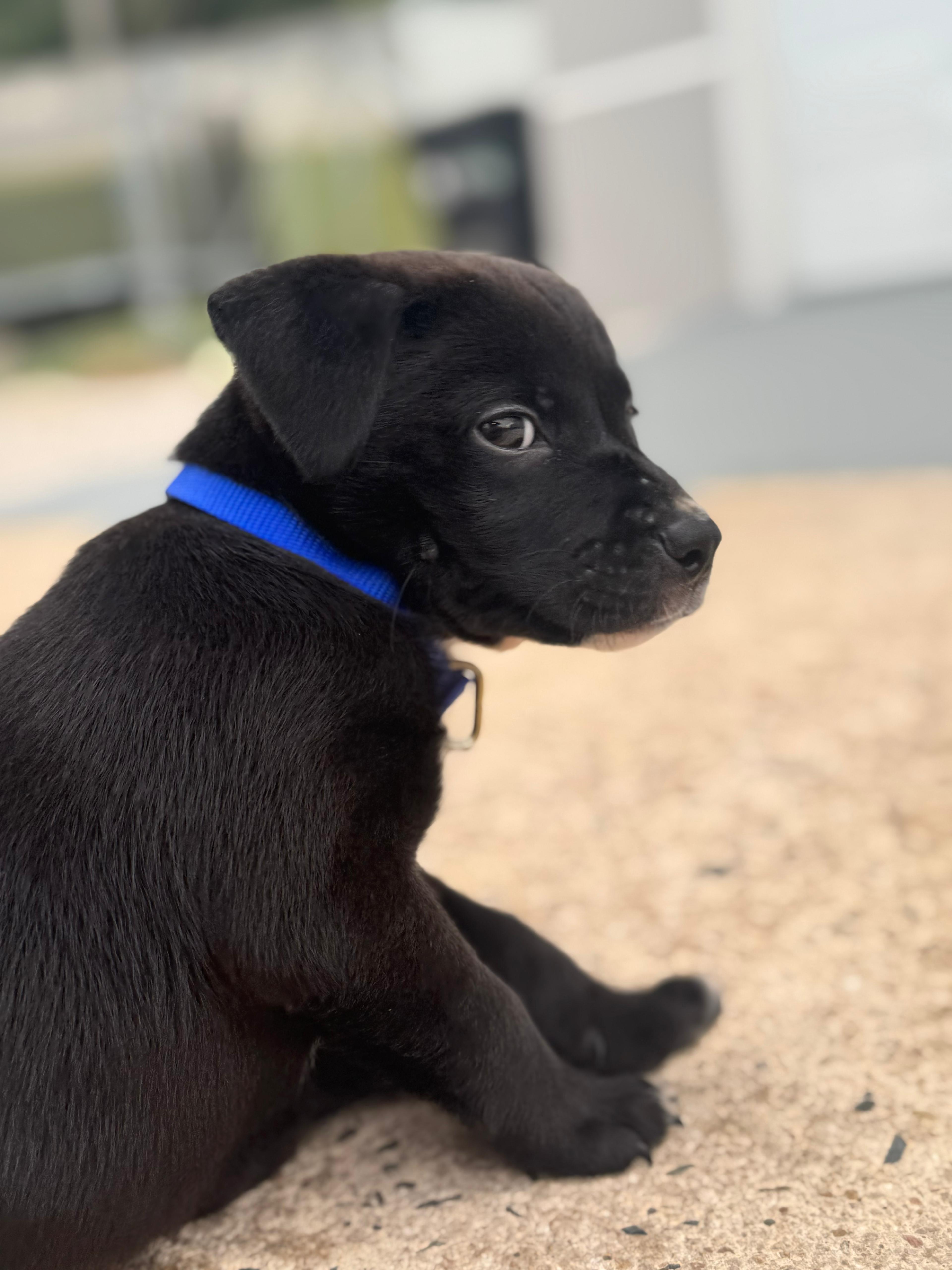 Enlarge Max - The Lucky Babe, an adopted mixed breed in CHARLOTTE, NC image 6/6