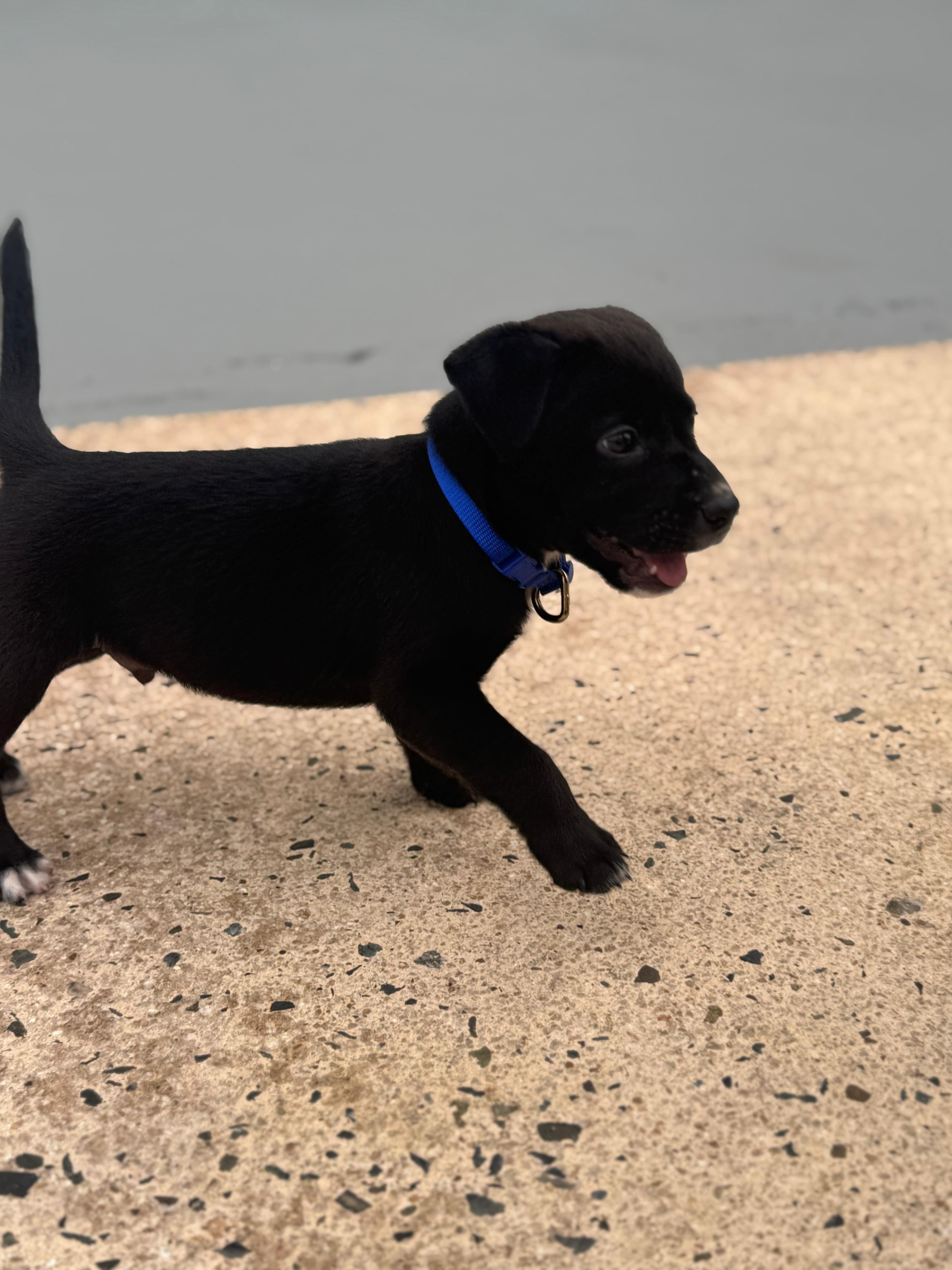 Enlarge Max - The Lucky Babe, an adopted mixed breed in CHARLOTTE, NC image 5/6