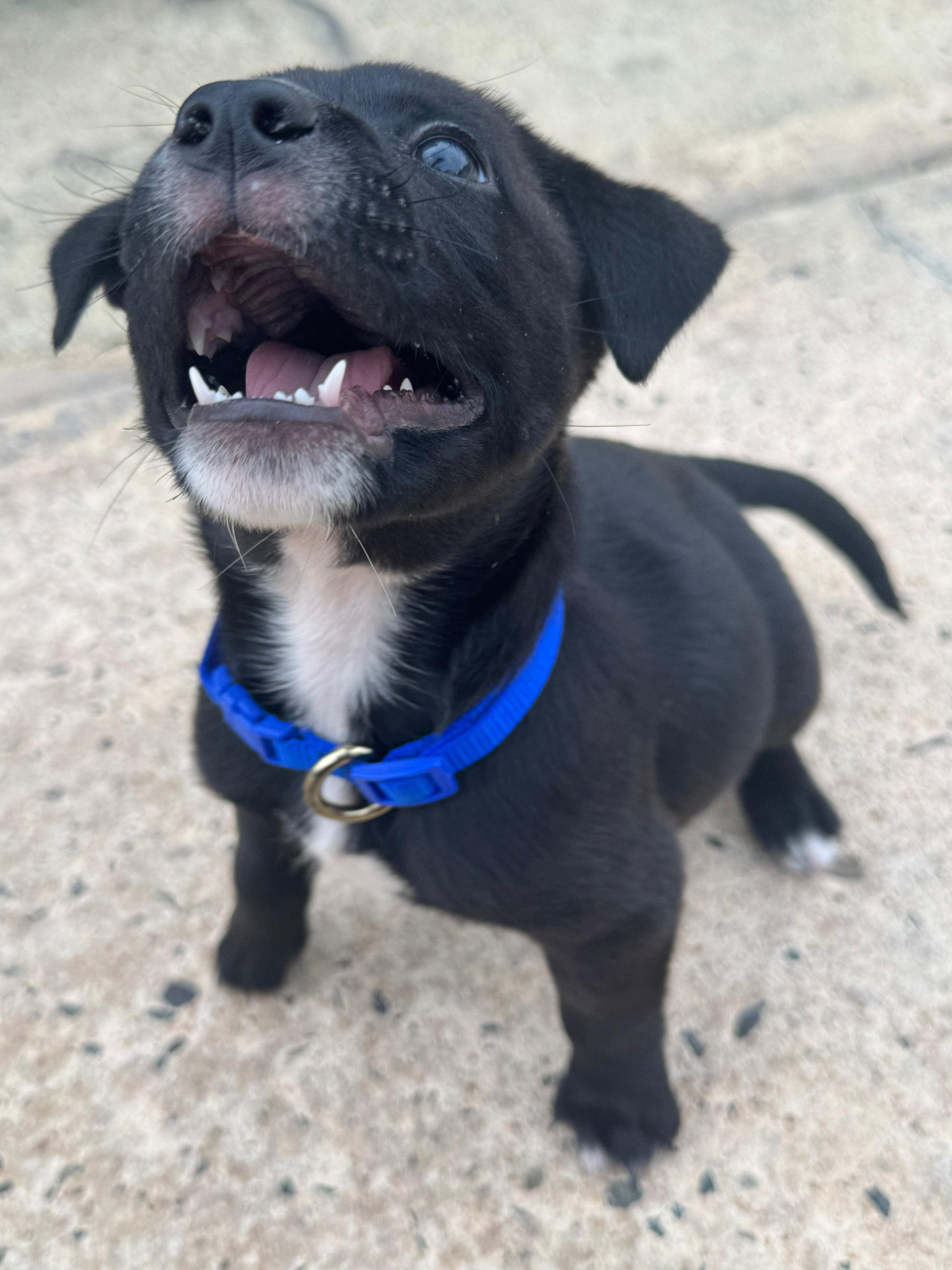 Enlarge Max - The Lucky Babe, an adopted mixed breed in CHARLOTTE, NC image 3/6