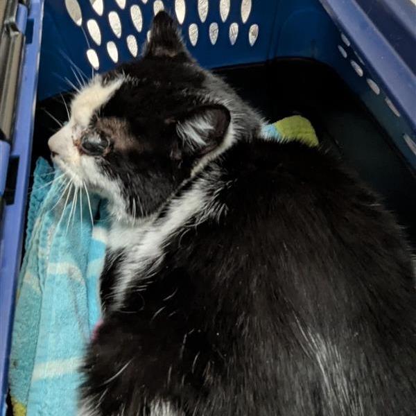 Enlarge International Super Spy, a Adoptable Domestic Short Hair in Tacoma, WA image 1/1