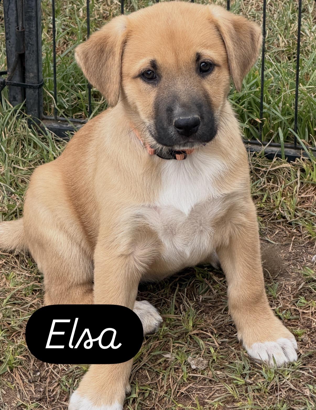 Elsa, ADOPTABLE, Puppy Female Black Mouth Cur & Shepherd.