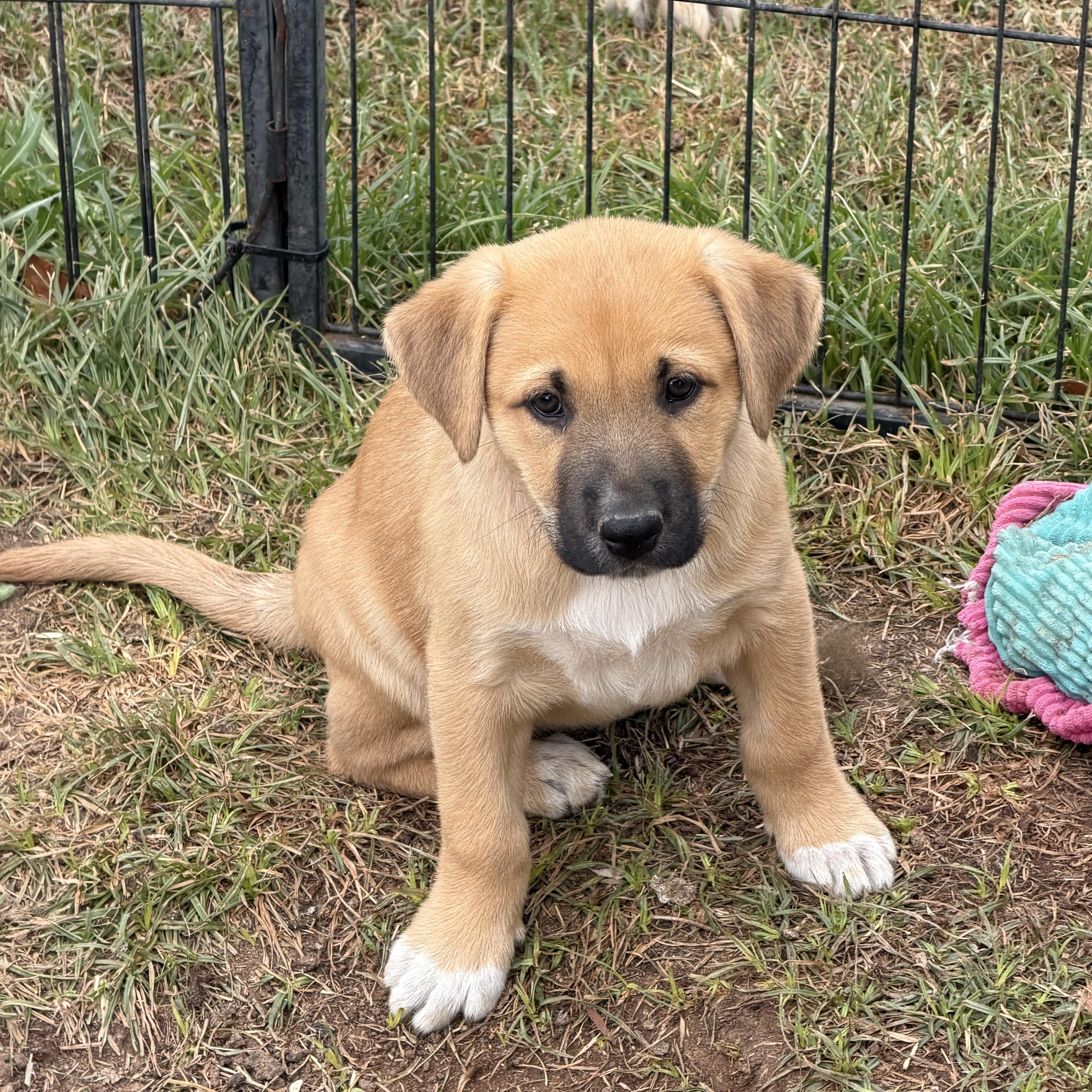 Enlarge Elsa, a ADOPTABLE mixed breed in Gilbert, AZ image 2/3