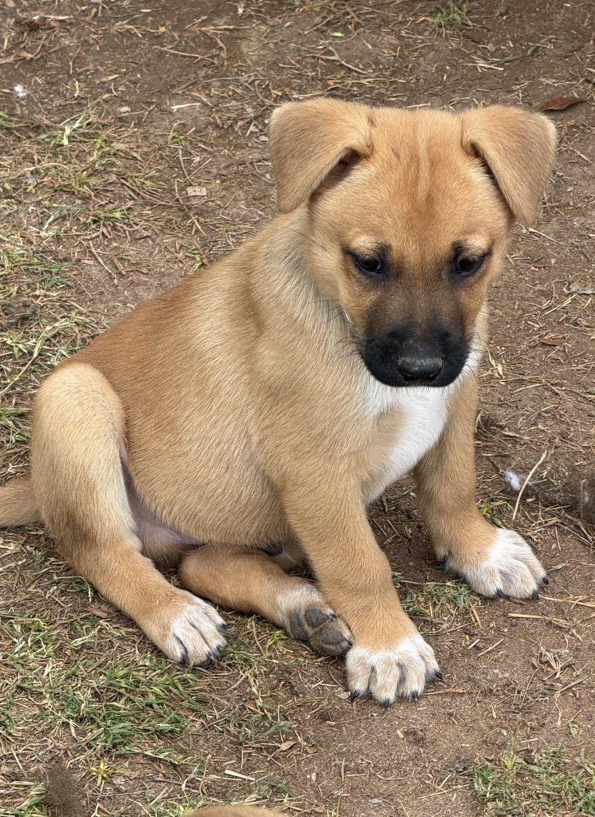 Enlarge Elsa, a ADOPTABLE mixed breed in Gilbert, AZ image 3/3