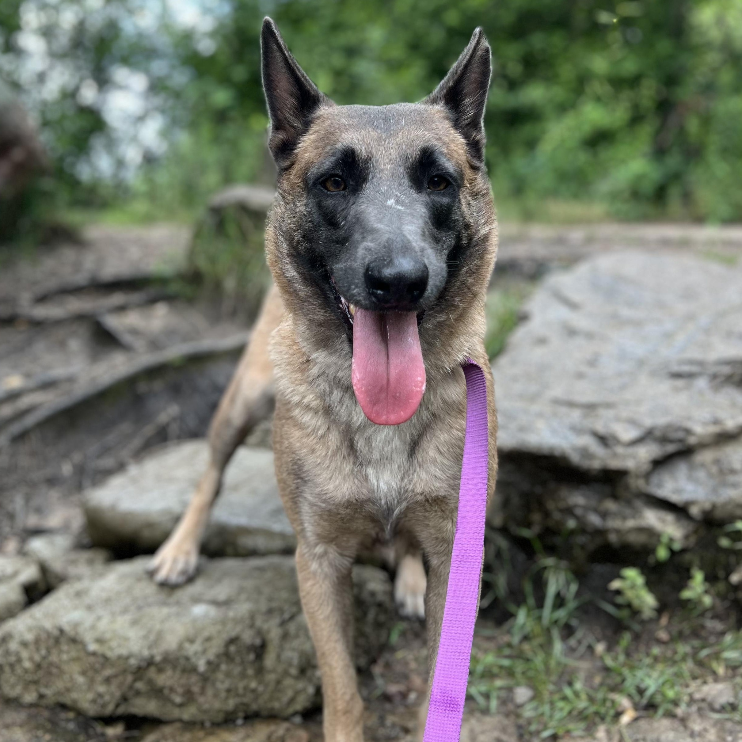 Enlarge Grace, a Adoptable Belgian Shepherd / Malinois in Duxbury, MA image 2/2