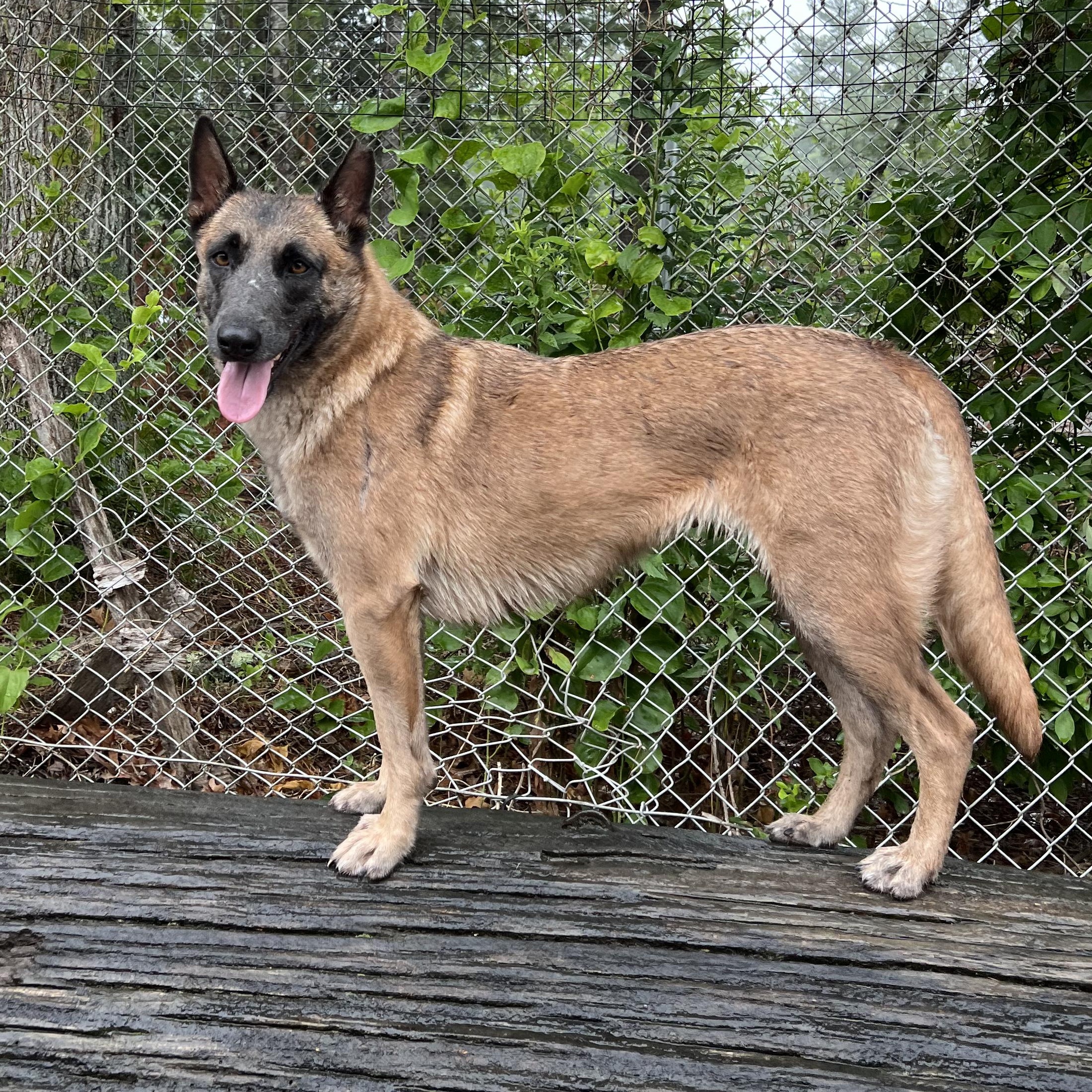 Grace, Adoptable, Young Female Belgian Shepherd / Malinois.