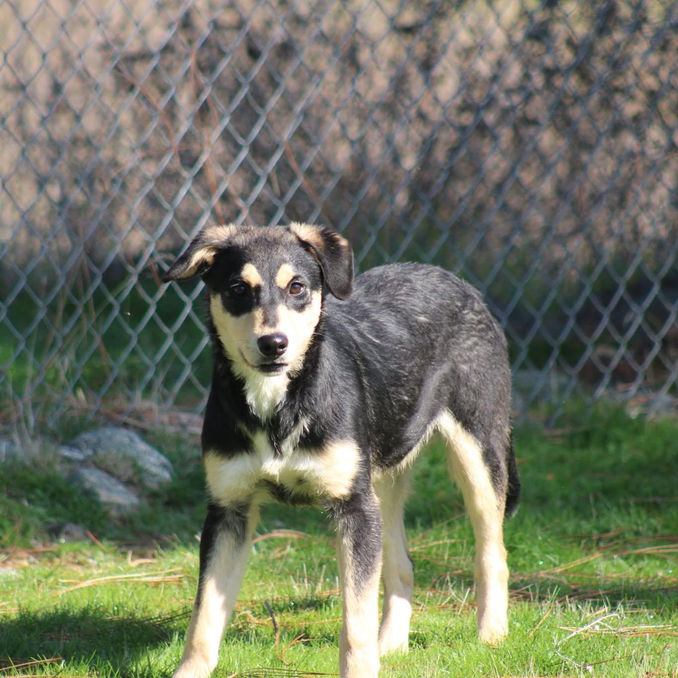 Enlarge Gaston, a Adoptable mixed breed in Weaverville, CA image 1/4