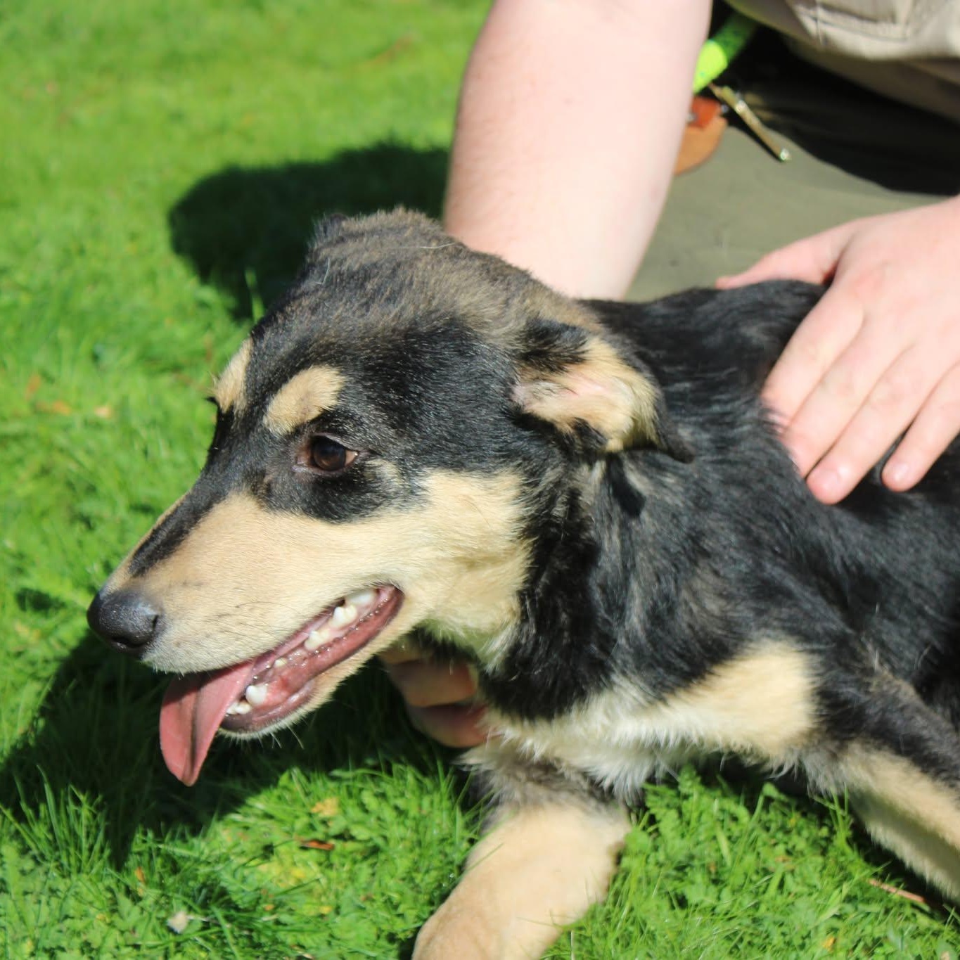 Enlarge Gaston, a Adoptable mixed breed in Weaverville, CA image 3/4