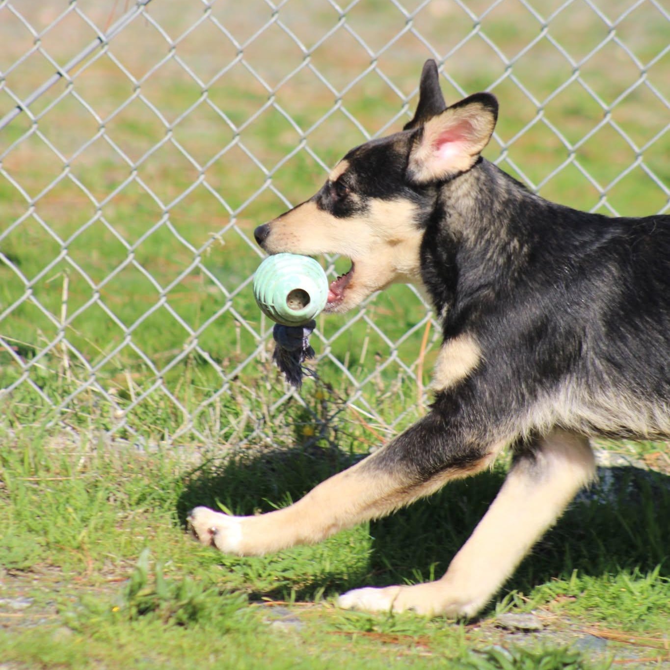 Enlarge Gaston, a Adoptable mixed breed in Weaverville, CA image 4/4